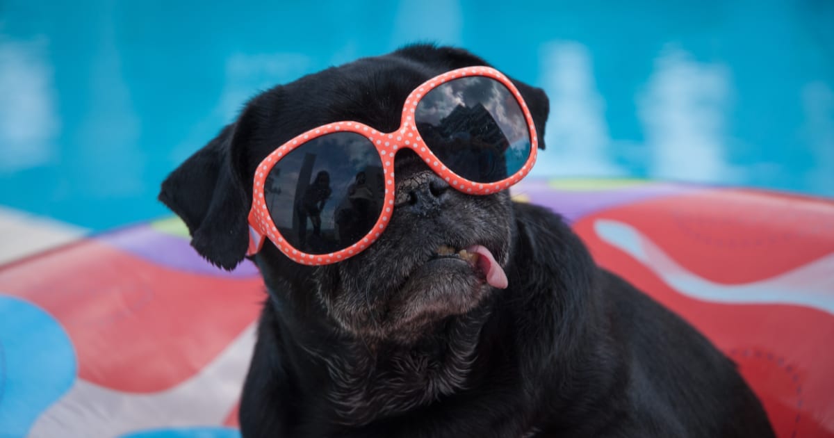 What a cool dog Cool dog wearing polka dot rim sunglasses sitting in a pool float.