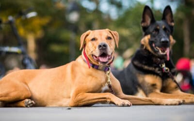 We LOVE your pets, but …