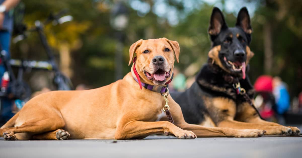 Well trained dogs Two well trained dogs obeying their trainer to stay.